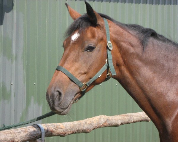 broodmare Narzisse III (Holsteiner, 1998, from Carpaccio)