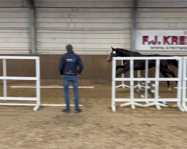 Video von Arielle S