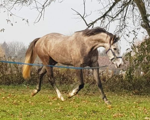 jumper Concordia SU (Croatian Warmblood, 2014, from Contador)