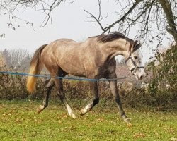 jumper Concordia SU (Croatian Warmblood, 2014, from Contador)