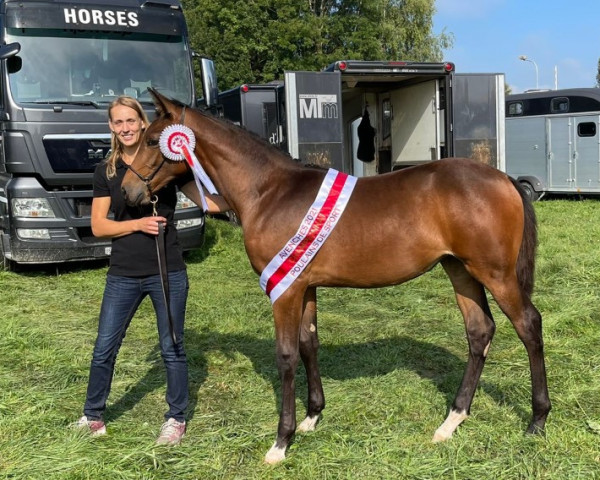 Springpferd Vallbella CH (Schweizer Warmblut, 2021, von Virtuoso Semilly)