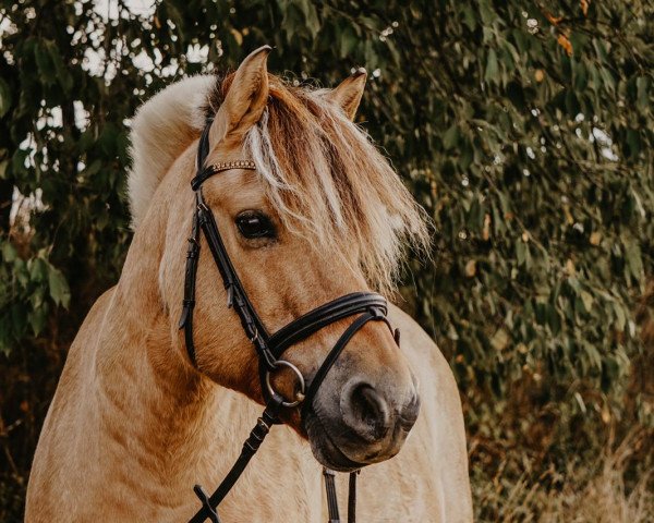 horse Indico (Fjord Horse, 2000, from Irving)