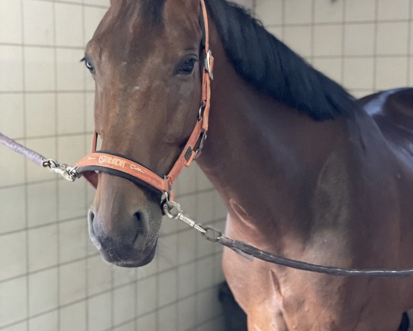 jumper Cinseys Chardonnay (Hanoverian, 2016, from Cinsey)