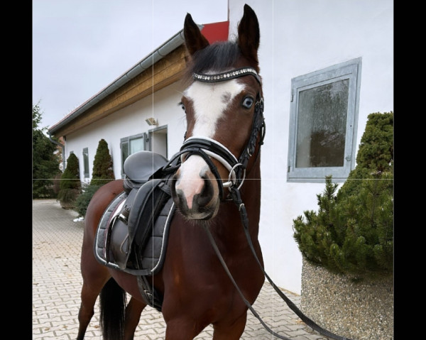 horse Miami Blue (German Riding Pony, 2019, from Mister Universum NRW)