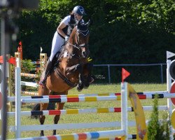 Springpferd Canberra 65 (Hannoveraner, 2010, von Canterbury)