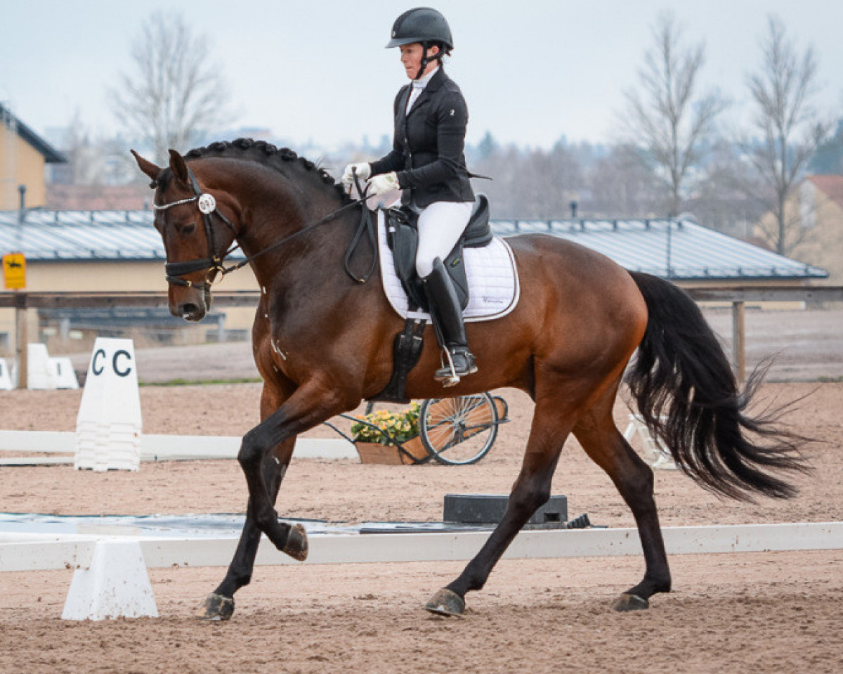 horse Kyrö San Allegro 181 FIN (Finnish Warmblood, 2012, from San Amour I)
