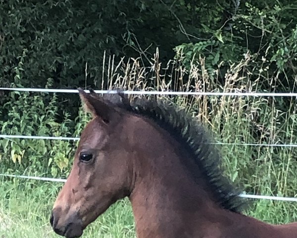 Pferd Very Smart FF (Deutsches Reitpony, 2022, von Valido's Comeback WS)