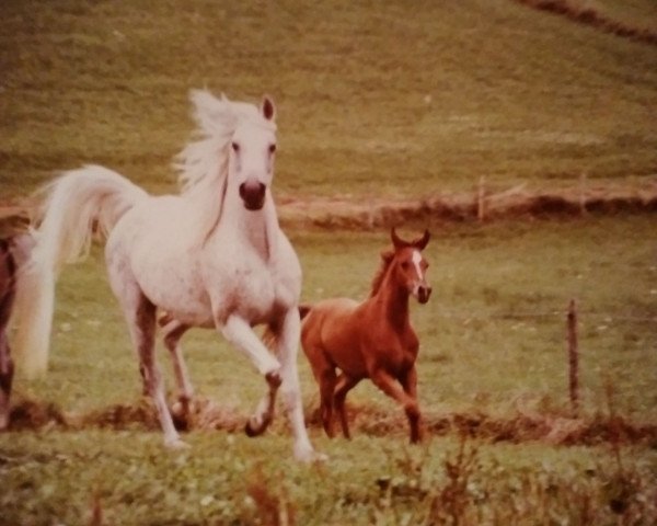broodmare Haafidah ox (Arabian purebred, 1992, from Haram Ibn Halima ox)