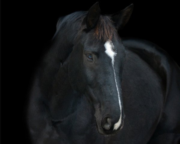 dressage horse Guttenberg 2 (Hanoverian, 2011, from Graf Top)