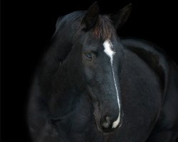 dressage horse Guttenberg 2 (Hanoverian, 2011, from Graf Top)