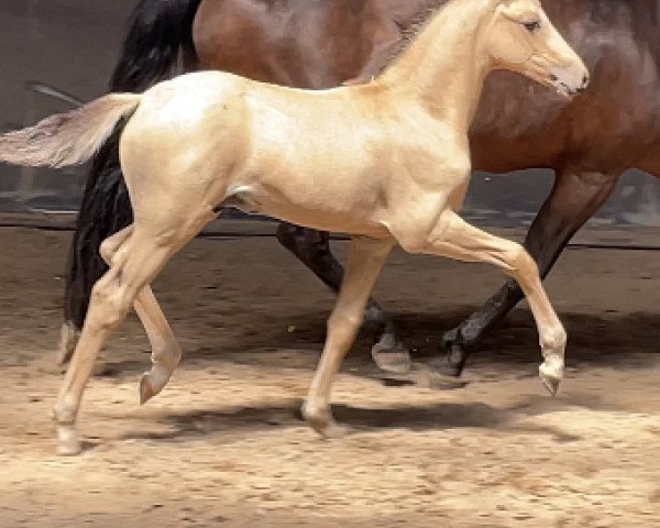 Pferd Darling FF (Deutsches Reitpony, 2022, von Dantino WS)