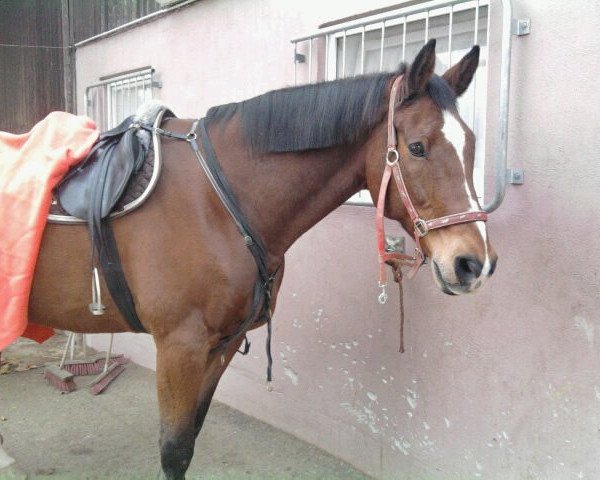 horse Leobardis (Holsteiner, 1993, from Ladinos II)
