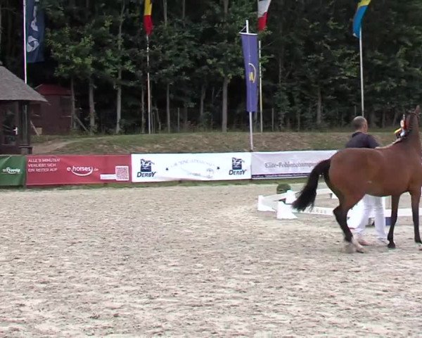 Video of Stute von Gründleinshofs Gipfelstürmer / FS Champion de Luxe