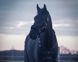 jumper Nobody (Hanoverian, 2014, from Nabab de Rêve)