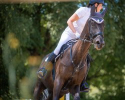 jumper Barney 114 (Westphalian, 2009, from Harmony's Baroncelli)