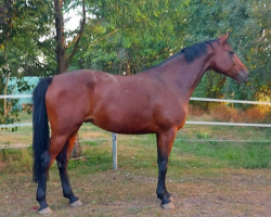 broodmare Little Pepper 3 (Westphalian, 2015, from Latour VDM)