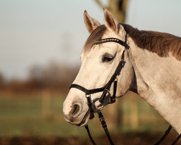 Zuchtstute Larissa 851 (Hannoveraner, 2012, von Levisonn 208 FIN)