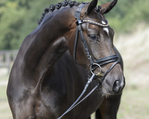 Dressurpferd Die Eine 7 (Westfale, 2018, von Blue Hors Dreamline)