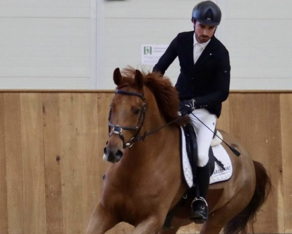 Springpferd Mary Ann 12 (Westfale, 2016, von Cornet's Diamond SN)