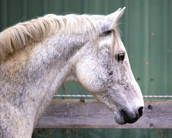 Springpferd Clearcord (Holsteiner, 2007, von Clearway)