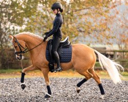 Zuchtstute Peach (Deutsches Reitpony, 2011, von Pilatus)
