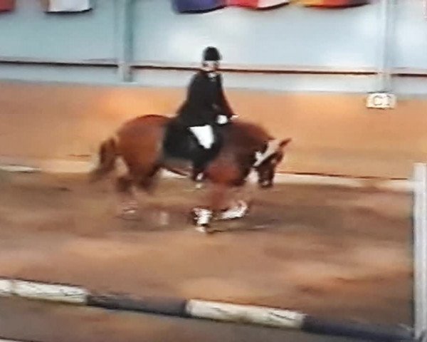 Video of Laska 184