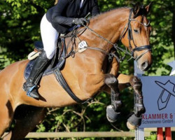 jumper Qooper 4 (Hanoverian, 2016, from Qualito)