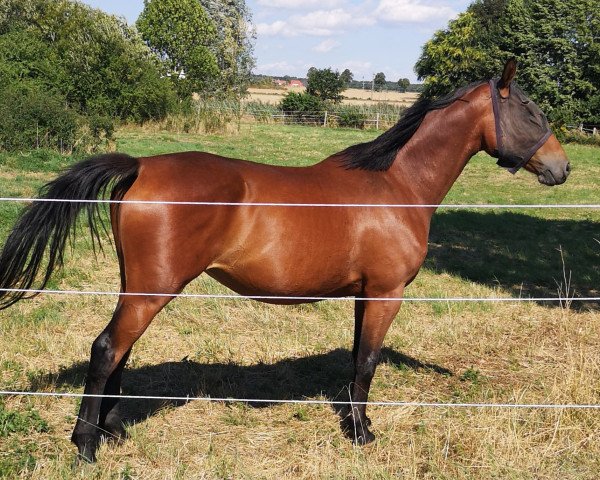 horse Viva la Vida 123 (Hanoverian, 2017, from Viscount 22)