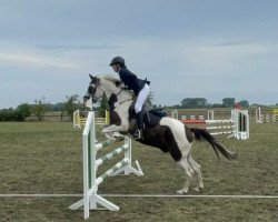 jumper Orlando 323 (Lewitzer, 2017, from Odin)