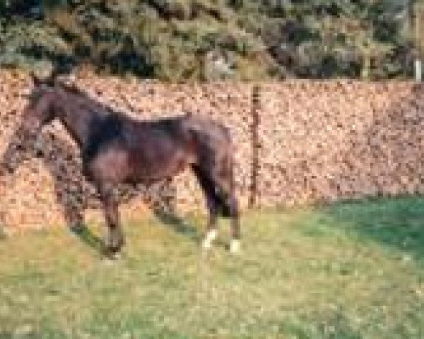 broodmare Goya (Hanoverian, 1986, from Goldfinger DH 238)