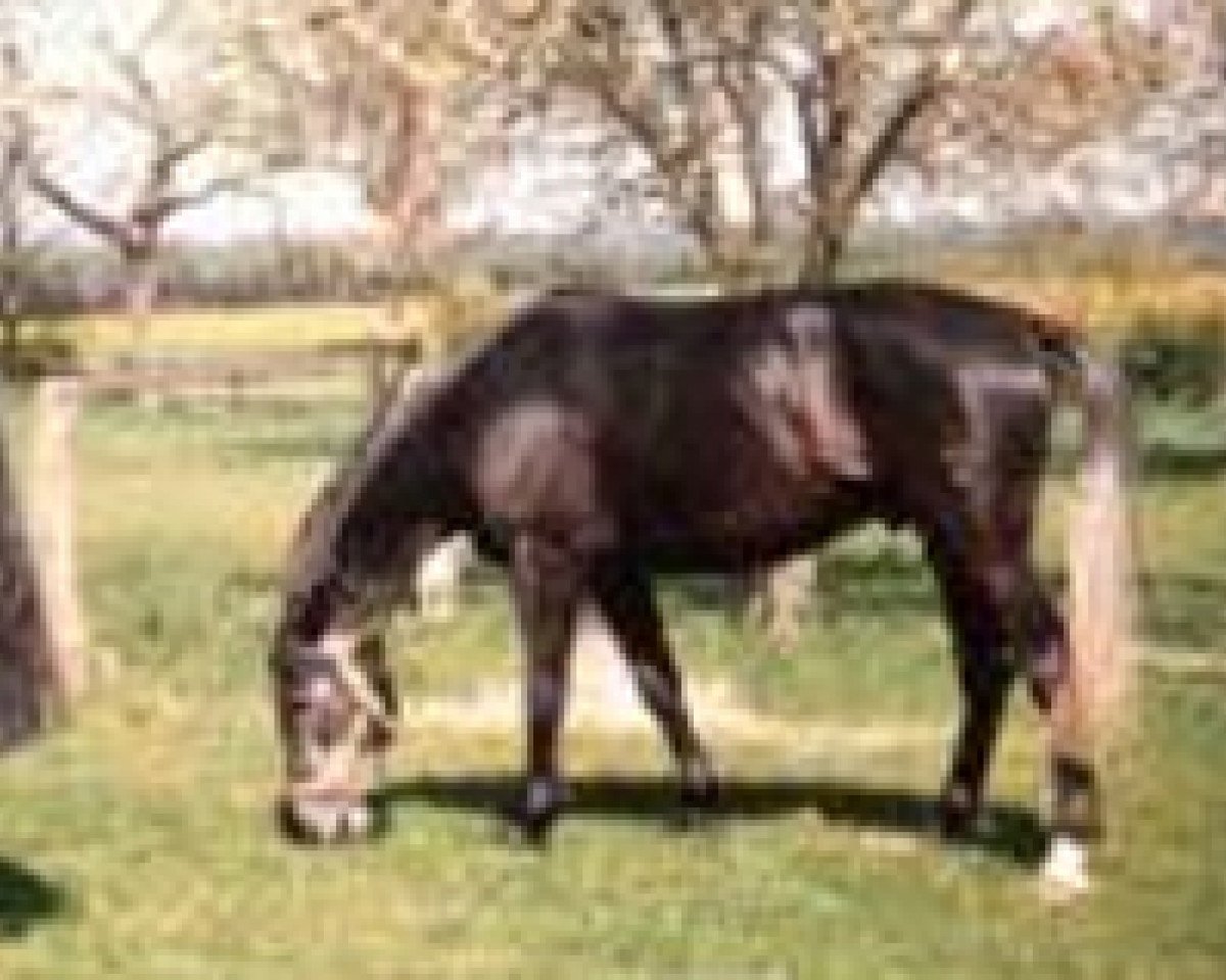 horse Werano (Hanoverian, 1978, from Weingraf)