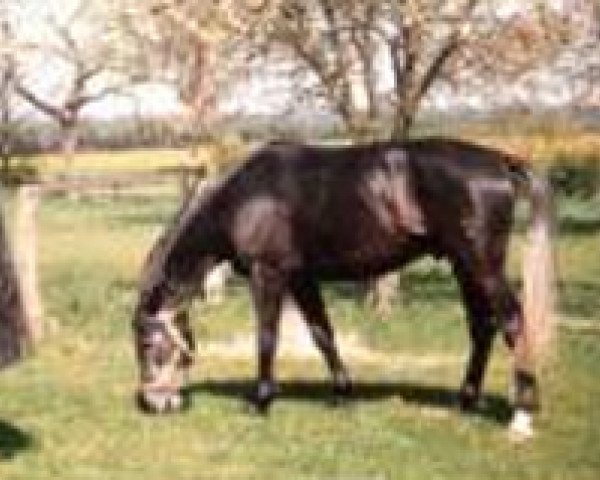 horse Werano (Hanoverian, 1978, from Weingraf)