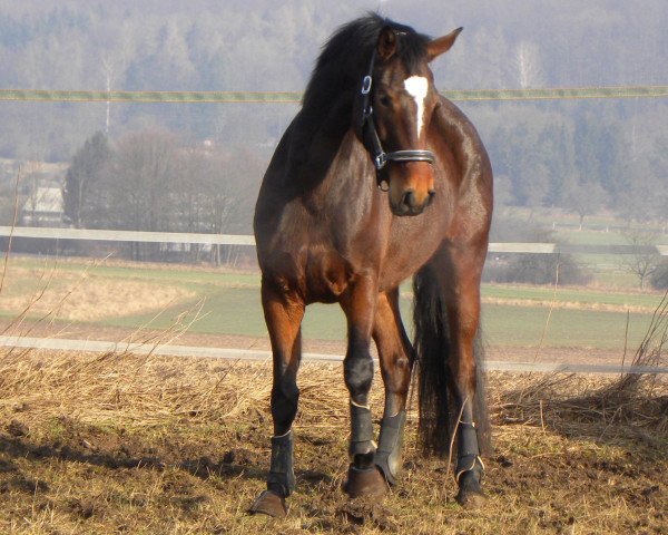 horse Dhalisha (Hessian Warmblood, 2006, from Dauphin)