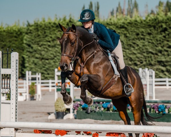 jumper El Shuffle vom Wiehen (Hanoverian, 2013, from El Bundy)