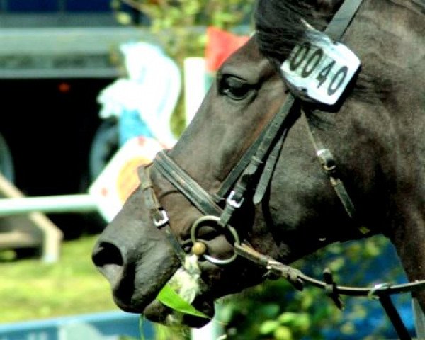 jumper Lucky 1315 (Hungarian Warmblood, 2002)