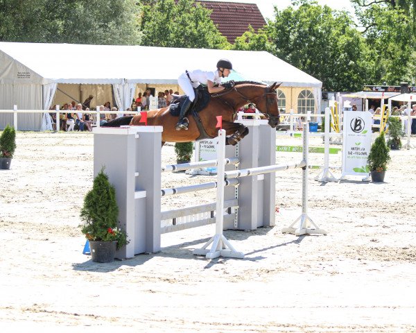 jumper Clementine 59 (Westphalian, 2012, from Comme il Faut)
