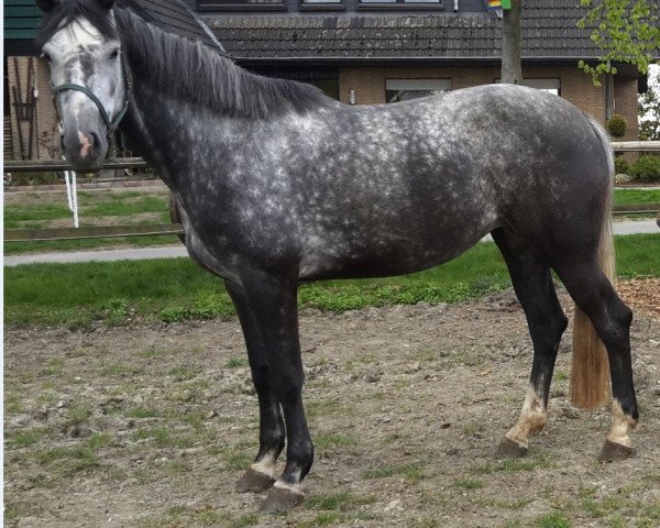 Zuchtstute Cordula (Westfale, 2016, von Cornet Obolensky)
