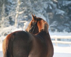 broodmare Jordana (German Riding Pony, 2002, from Jacobspeel's Rocky)