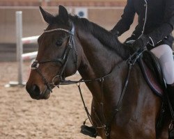 jumper Qalman van het Kapelhof (Belgian Warmblood, 2016, from Elvis Ter Putte)