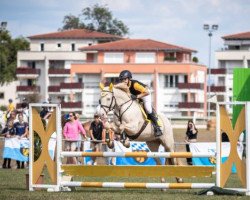 jumper Laurem Toffee (Pony without race description, 2012)