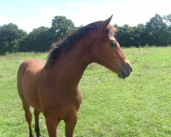 broodmare Cavourneen (German Sport Horse, 2010, from Leo von Faelz)