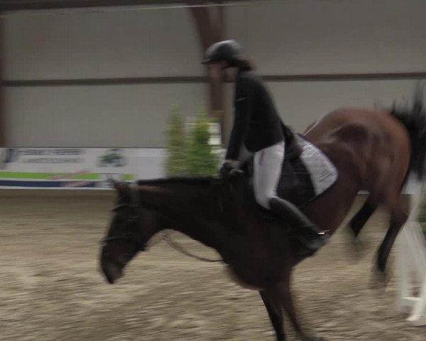 Reitturnier Barlo-Bocholt 2023
