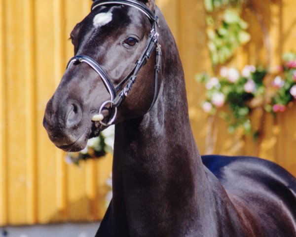 Deckhengst Pharis (Oldenburger, 1994, von Placido)