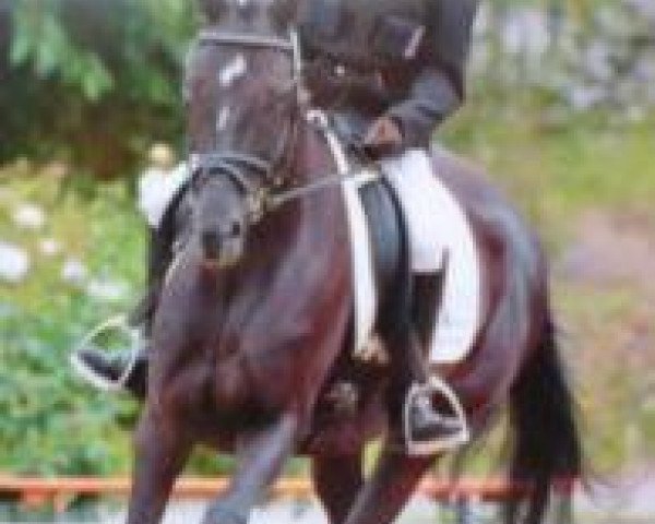 Broodmare Darmera xx (English Thoroughbred, 2002, from Sir Warren xx)