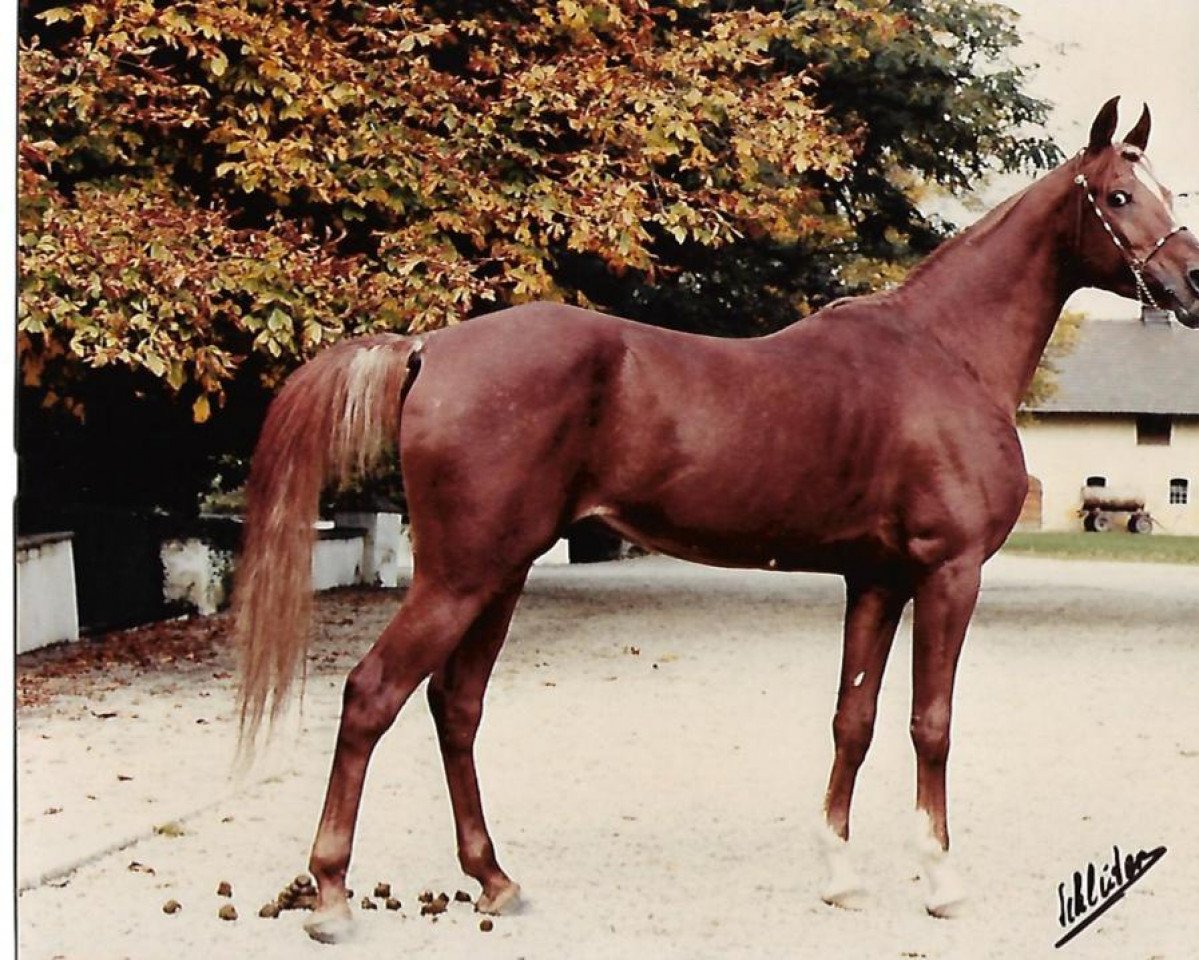 stallion Sawlagan EAO (Arabian purebred, 1968, from Alaa El Din 1956 EAO)