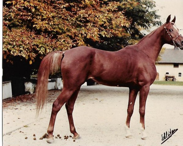 stallion Sawlagan EAO (Arabian purebred, 1968, from Alaa El Din 1956 EAO)