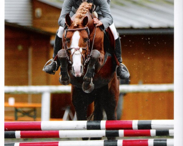 eventing horse Bacardi Sunrise (German Riding Pony, 2004, from Black Jack)