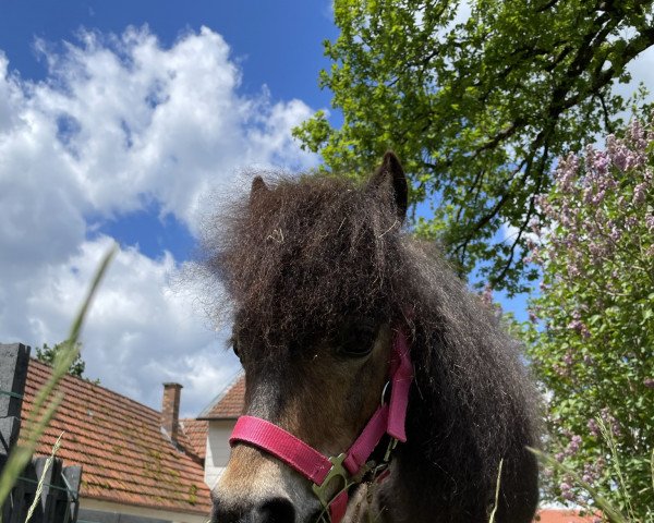 Zuchtstute Point Of View vom Herrenhof (Shetland Pony (unter 87 cm), 2007, von Sir Parlington)