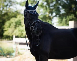 horse Lucero 70 (Hanoverian, 2017, from Libertad FRH)