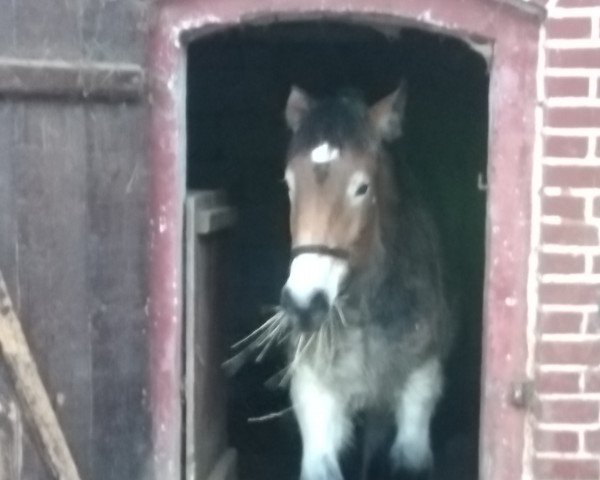 broodmare Tunis (Rhenish-German Cold-Blood, 2022, from Skat 5411)